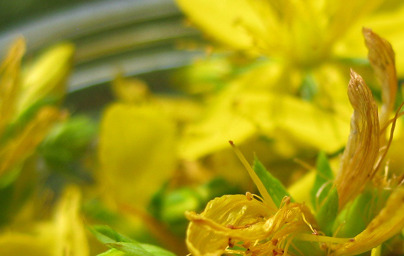 Жълт кантарион (Hypericum perforatum) Жълт кантарион (Hypericum perforatum)